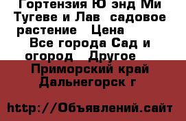 Гортензия Ю энд Ми Тугеве и Лав, садовое растение › Цена ­ 550 - Все города Сад и огород » Другое   . Приморский край,Дальнегорск г.